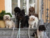 Infos zur Rasse Bolonka Zwetna: - hervorragend zur