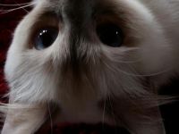 aus der Säubrenner Stadt