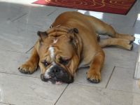 Floral Garden Urchin Butch