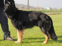 Jacky-Joe of Black Magic