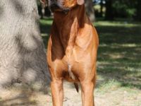 Chibale Habeebah of Shingamonga