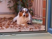 SRS The Womanizer Baily