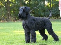 Pontifex Maximus v. Blackmoore