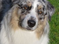 My pretty Dogs Blue Angel DNA VP BH,ASCA