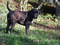 Zircon und Domingo Optima Grata