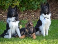 Jogi's Hundeschule & Hundepension