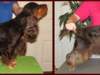 Rüden in Cockerry Kennel