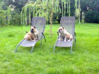 Milly's Haustierservice