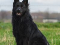 Perceval vom Schwarzen Ritter