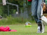 Hotdoxx Hundetraining