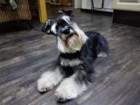 Diego- Max von den Breukers