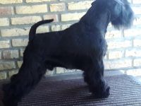 Ch. Hopscotch Itterfeld von den Tasdorfer Wiesen