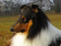 Santhos ( Itchy of Blue Shadow