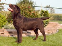 Gino van de Peppelenbosch