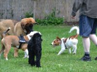 DGHunde - Welpenschule Düsseldorf