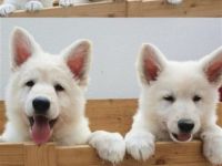 von der Vogelherdburg