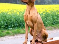 Parcifal vom Starkenbrunnen