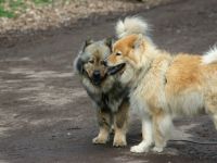 Tierpension Bennstedt