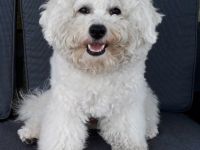 >Amos< vom Alsenschloss