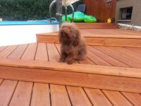 Quent von der Feenwiese