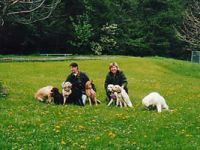 Zeitweise im Jahr haben wir aus unserer Labrador Retriever