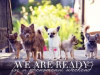 of RoyalContinentals