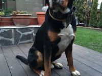 Ilai from Swiss Star