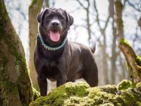 Joyful Diego of the Blue Mountains