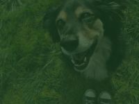 Verhaltenstherapeutische Hundeschule  nahu