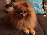 Sultan Jonni Zvezdny Podarok