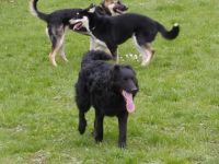 Hundespielplatz / Hundetreff