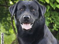 Ultimate Mandela vom Kräutergarten