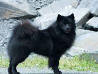 Dark von Haus Wildenrath