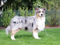 Magic Delight Friend For Life DNA-VP "Sammy"