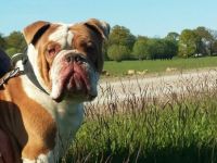 Arrow vom Rambower Moor, genannt Butsch