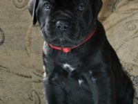 Black Shaolin, Bechyně,Tschechische Republik