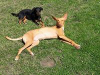 Hundephysiotherapie und Hundeernährungsberatung Nicole Kürmayer