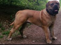 Teutonia-Boerboels