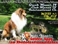Multi Ch.GOLDEN LIPPY vom Rhododendronwaldchen