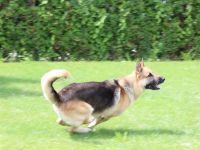 Rampersad's Heinrich