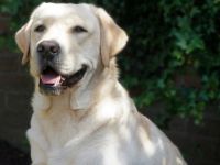 Ernie von der Niersaue