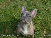 Buddha von Dream-Bulls