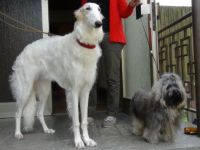 Mars vom Zarskoje Selo