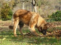 Löwe vom Saalbachtal