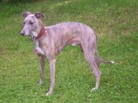 Akash vom Castle of the Winds