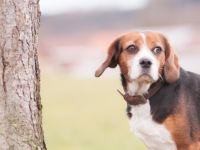 GoodDogs - Für Menschen mit Hund