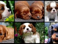 vom Erlenbacher Hemmerich