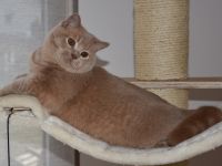 Angelot Jr. von Schnurrpidu