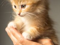 Quantcomm Tierkommunikation