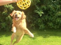 Verkürzte Ausbildung zum Hundetrainer (m/w/d)